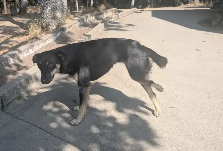 My Thoughts on Dogs and Cats and the Terrible Way Many Tourists Often Treat Them. Injured Stray Dog At Mirador In Xela, Quetzaltenango, Guatemala