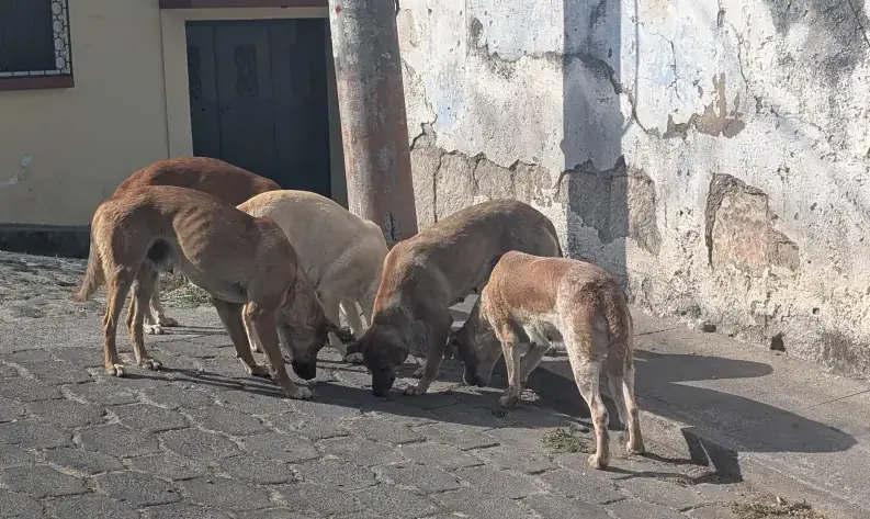 My Thoughts on Dogs and Cats and the Terrible Way Many Tourists Often Treat Them. Pack Of Stray Hungry Dogs I Was Feeding In Xela, Quetzaltenango, Guatemala
