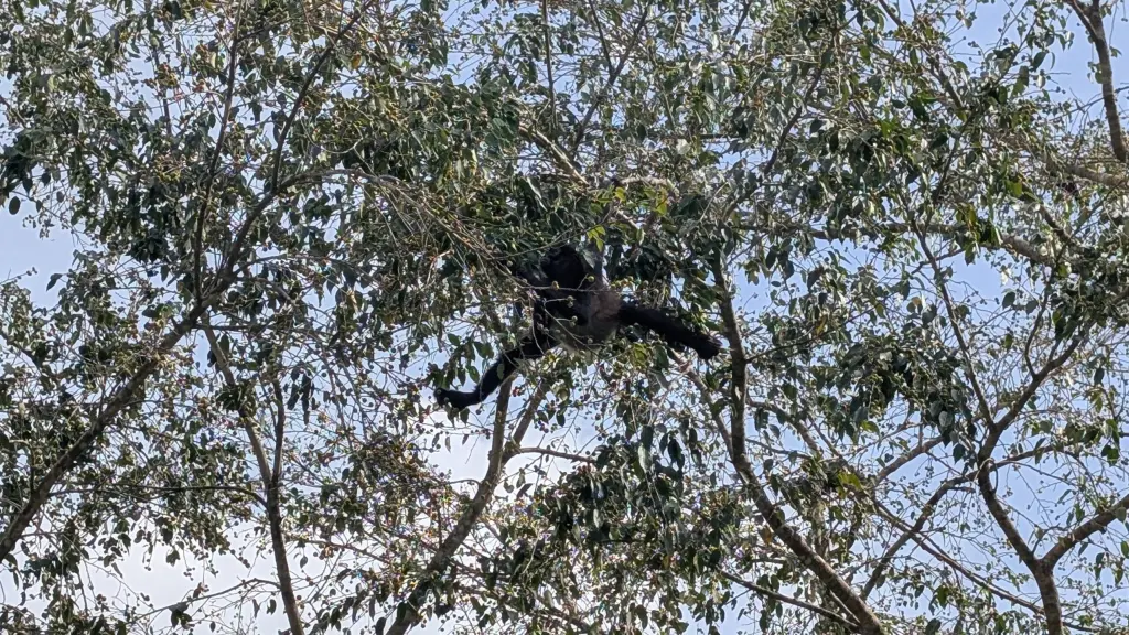 Spider Monkey At Tikal National Park Guatemala WanderBeard