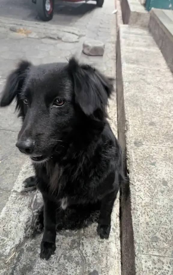 My Thoughts on Dogs and Cats and the Terrible Way Many Tourists Often Treat Them. Stray Black Dog In San Juan La Laguna, Lake Atitlan, Guatemala