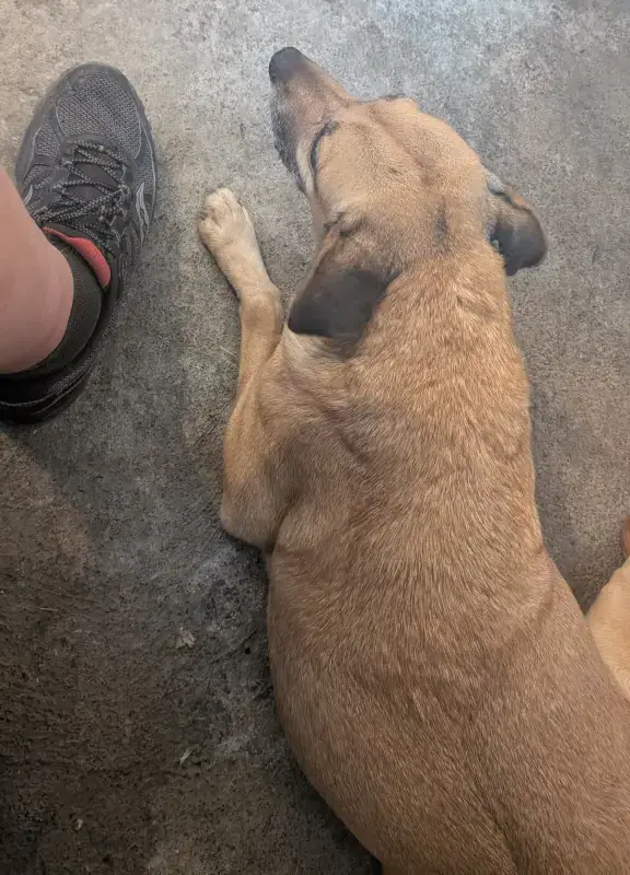 My Thoughts on Dogs and Cats and the Terrible Way Many Tourists Often Treat Them. Stray Dog In San Juan La Laguna, Lake Atitlan, Guatemala