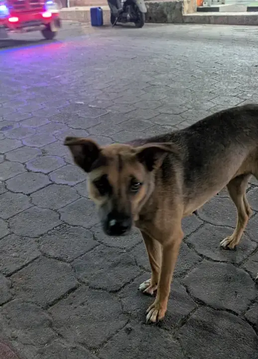 My Thoughts on Dogs and Cats and the Terrible Way Many Tourists Often Treat Them. Stray Young Dog In San Juan La Laguna, Lake Atitlan, Guatemala