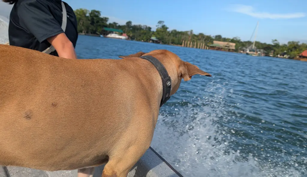 Floating Down The Rio Dulce For A Week, Discovering Guatemala’s Hidden Gem! Water Taxi and Dog From Sundog Cafe To Casa Perico Rio Dulce Guatemala