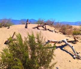 Mesquite Flat Sand Dunes, Death Valley, CA Mesquite Flat Sand Dunes, Death Valley, CA