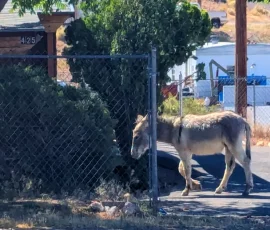 Wild Donkey In Beatty Nevada Wild Donkey In Beatty Nevada