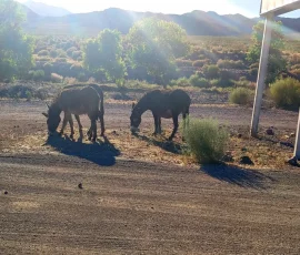 Wild Donkeys In Beatty, Nevada Wild Donkeys In Beatty, Nevada